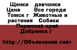 Щенки - девчонки › Цена ­ 2 - Все города, Томск г. Животные и растения » Собаки   . Пермский край,Добрянка г.